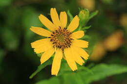 Image of Arnica sachalinensis (Regel) A. Gray