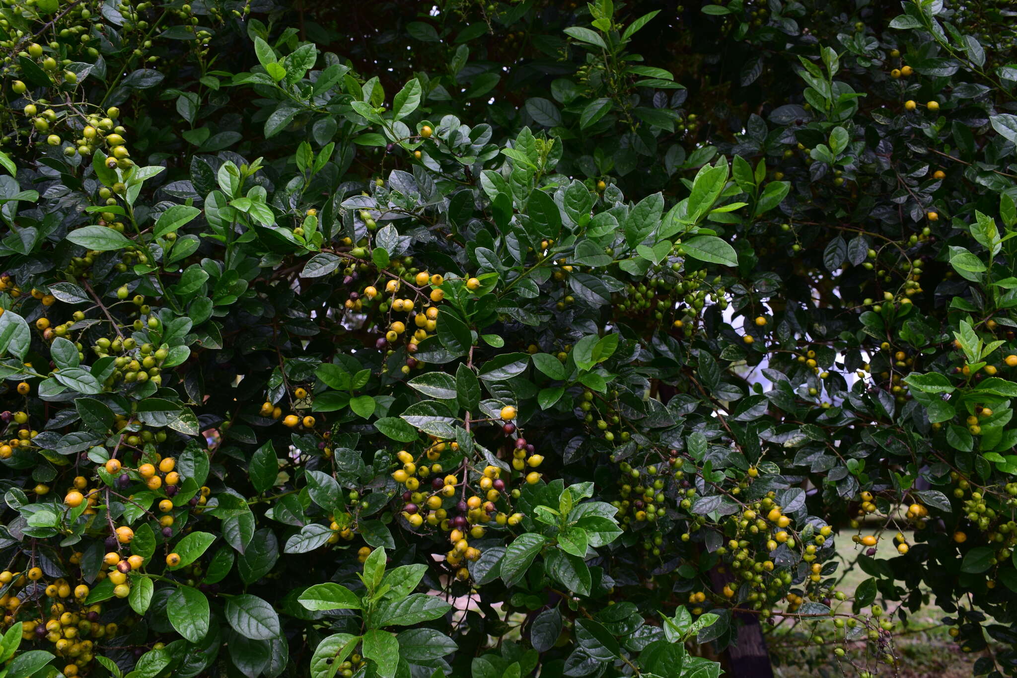 Duranta mutisii L. fil. resmi