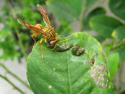 Image of Wasp