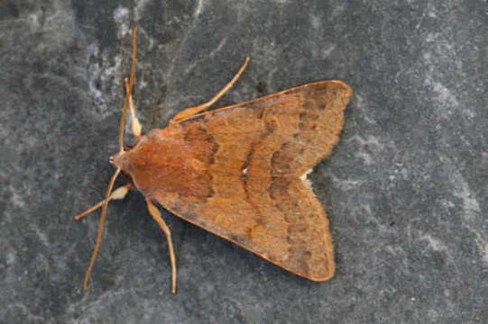 Image of flounced chestnut