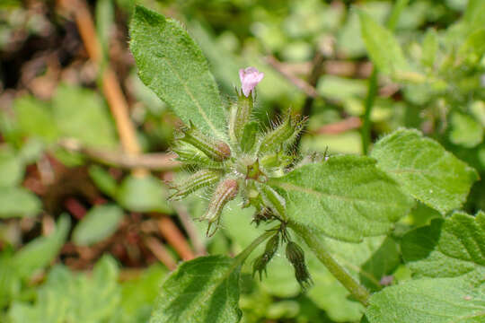 Image of Clinopodium chinense (Benth.) Kuntze