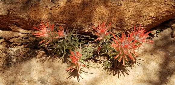 Image de Castilleja scabrida Eastw.