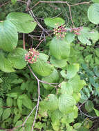 Image of roundleaf dogwood