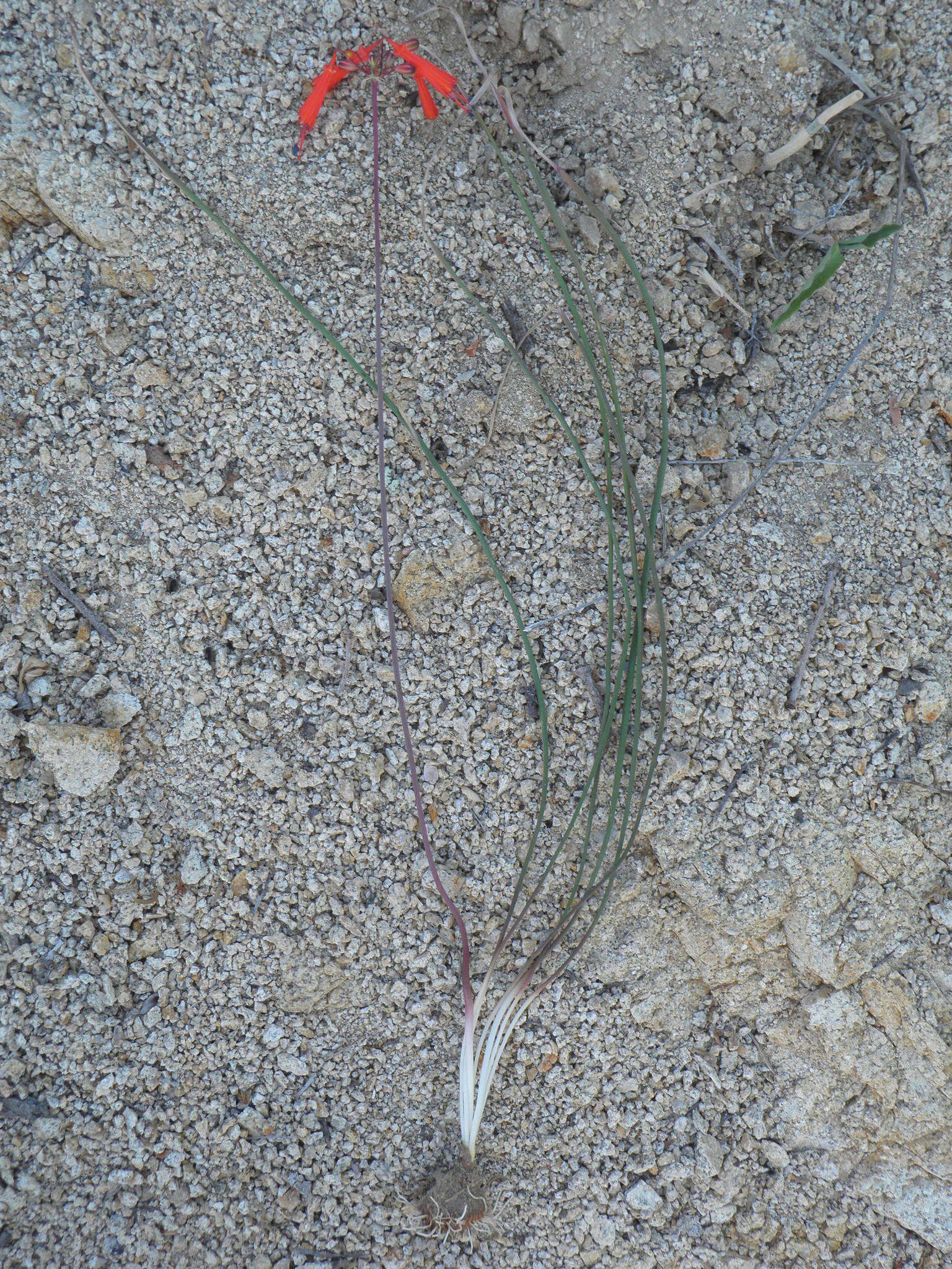 Image of Bessera tenuiflora (Greene) J. F. Macbr.