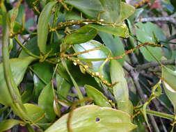Image of fourpart mistletoe
