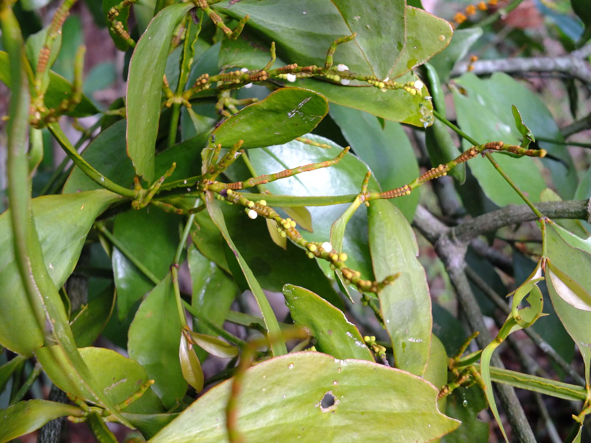 Image of fourpart mistletoe