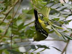 Aegithina viridissima (Bonaparte 1850) resmi