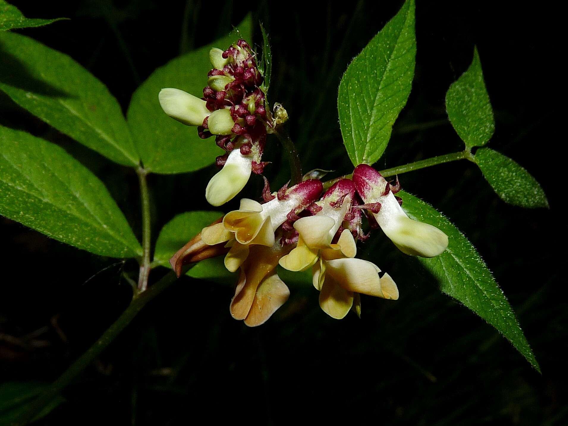 صورة Vicia oroboides Wulfen