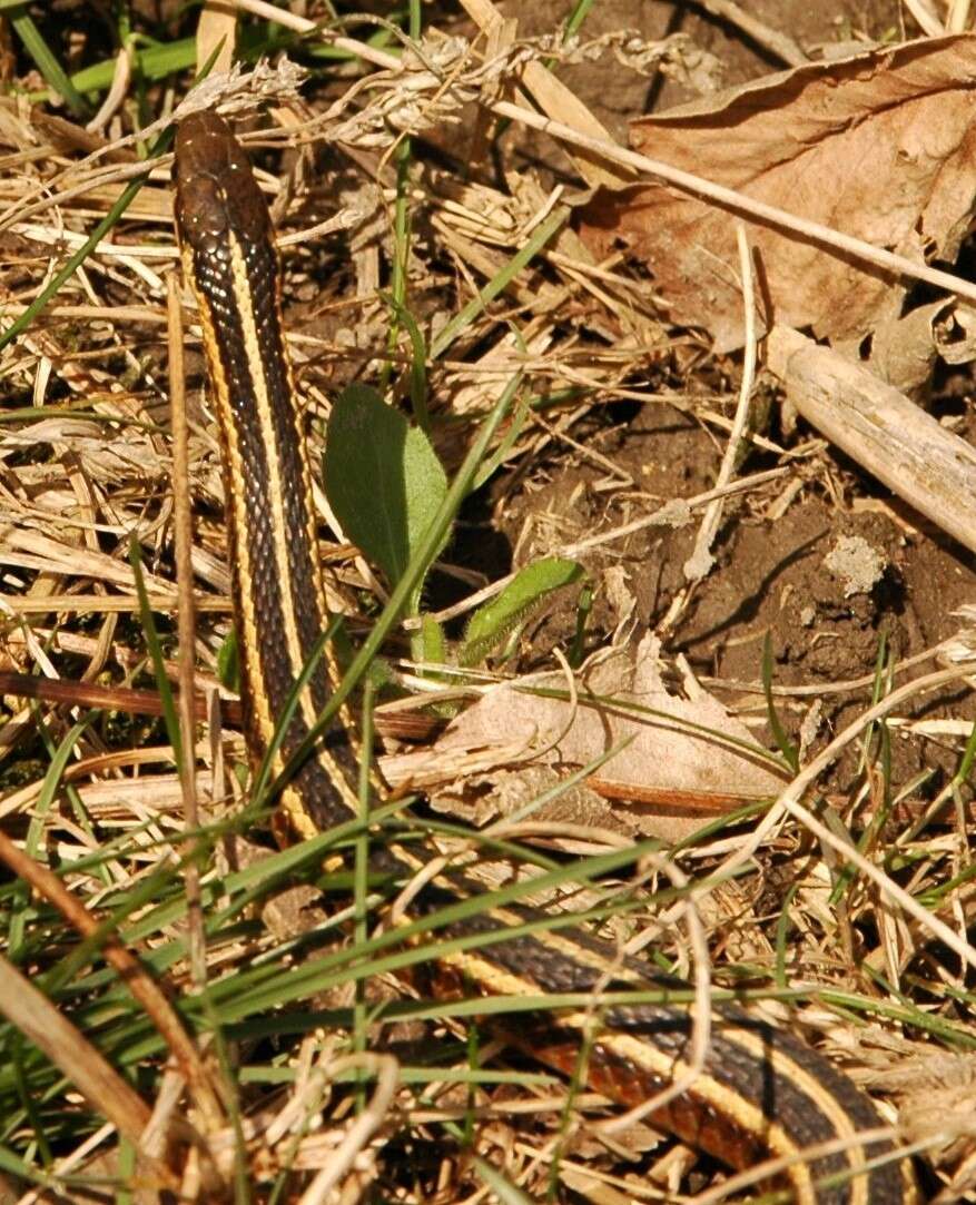 Image of Butler's Garter Snake