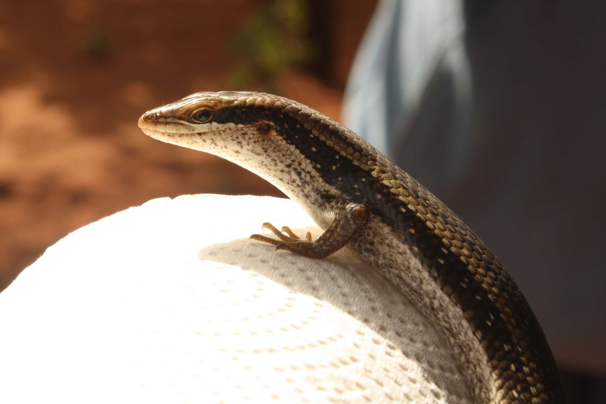 Image de Trachylepis planifrons (Peters 1878)