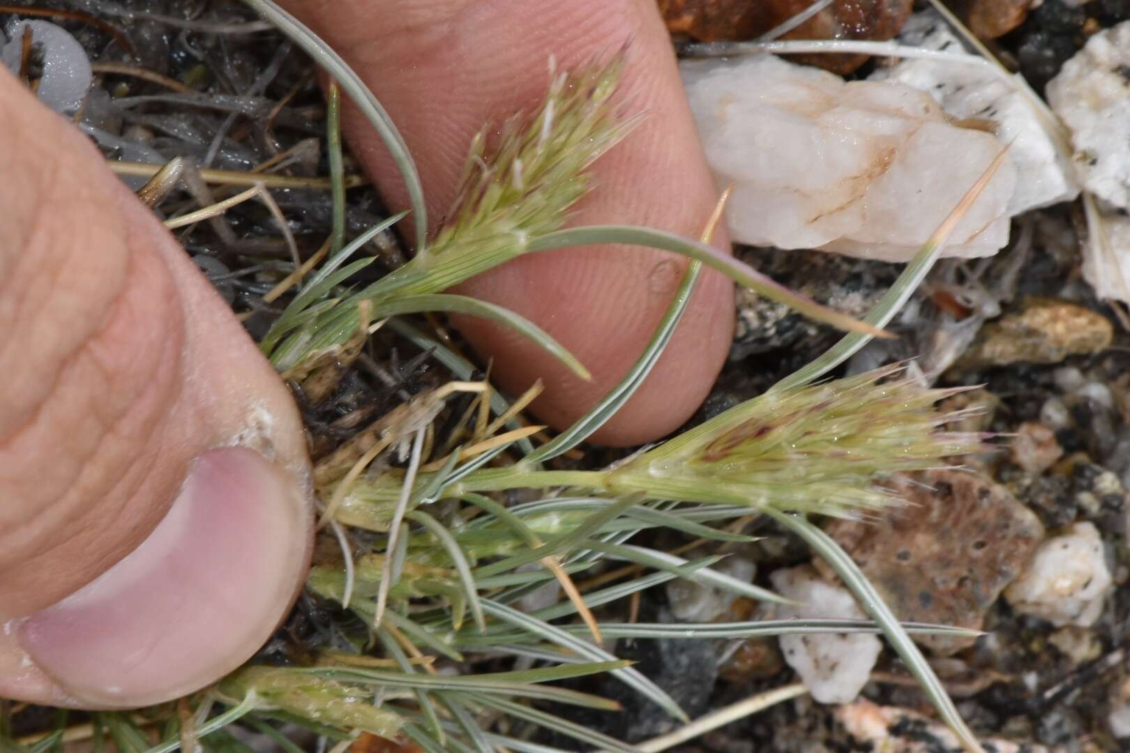 Image of desertgrass