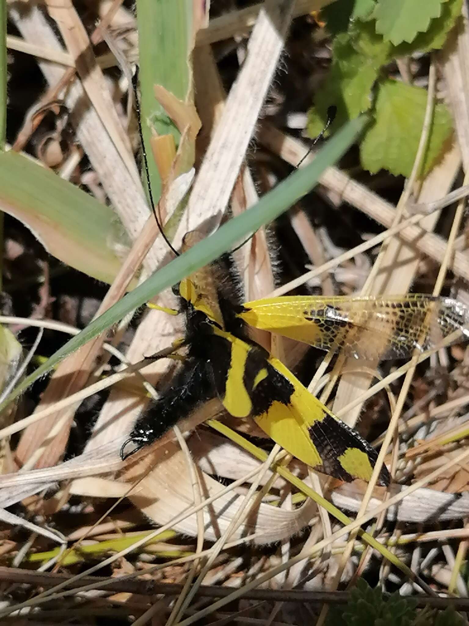 Image of An Owlfly