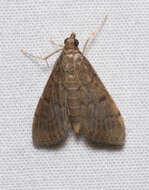 Image of Dusky Herpetogramma