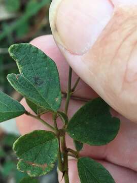 Image of Desmodium rhytidophyllum Benth.