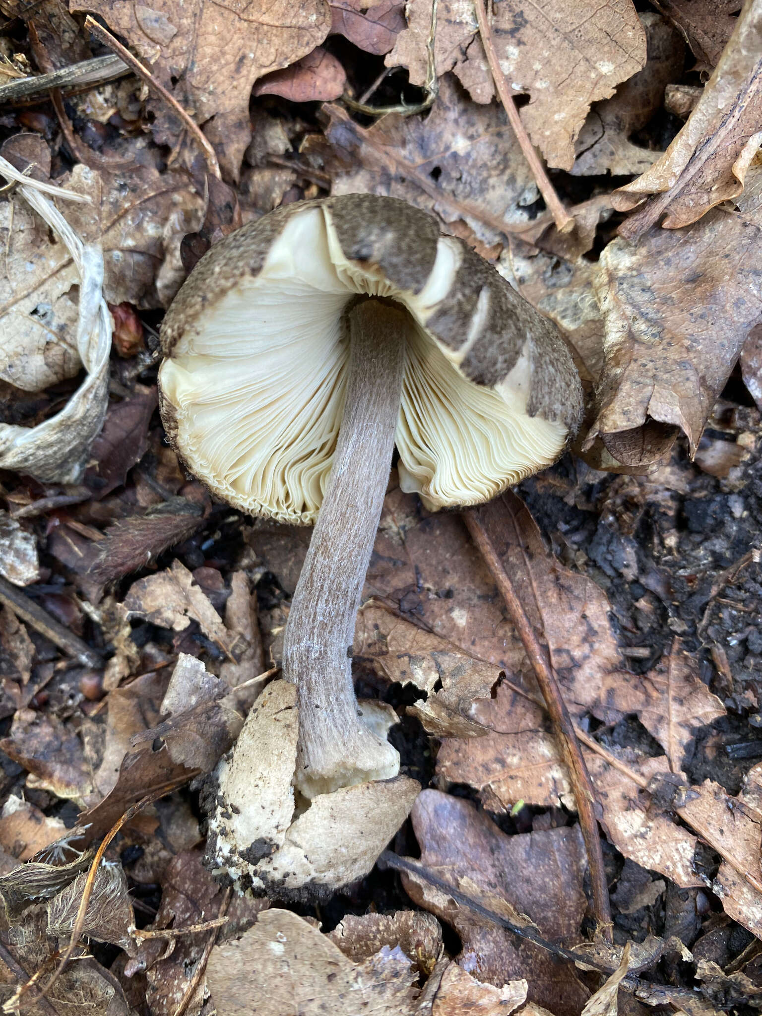 Image of Volvariella terrea Musumeci & A. Riva 2007