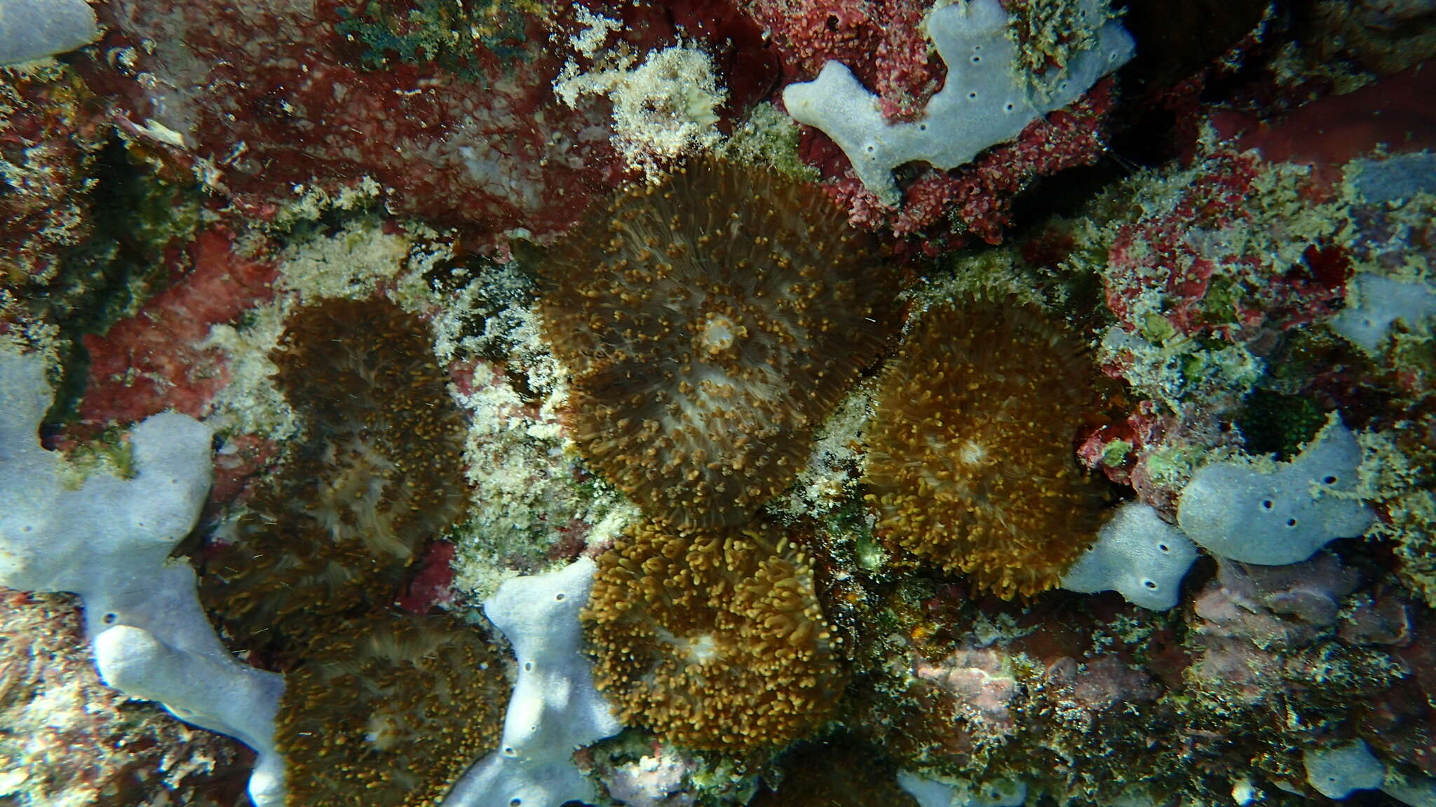 Image of red-mouth mushroom anemone