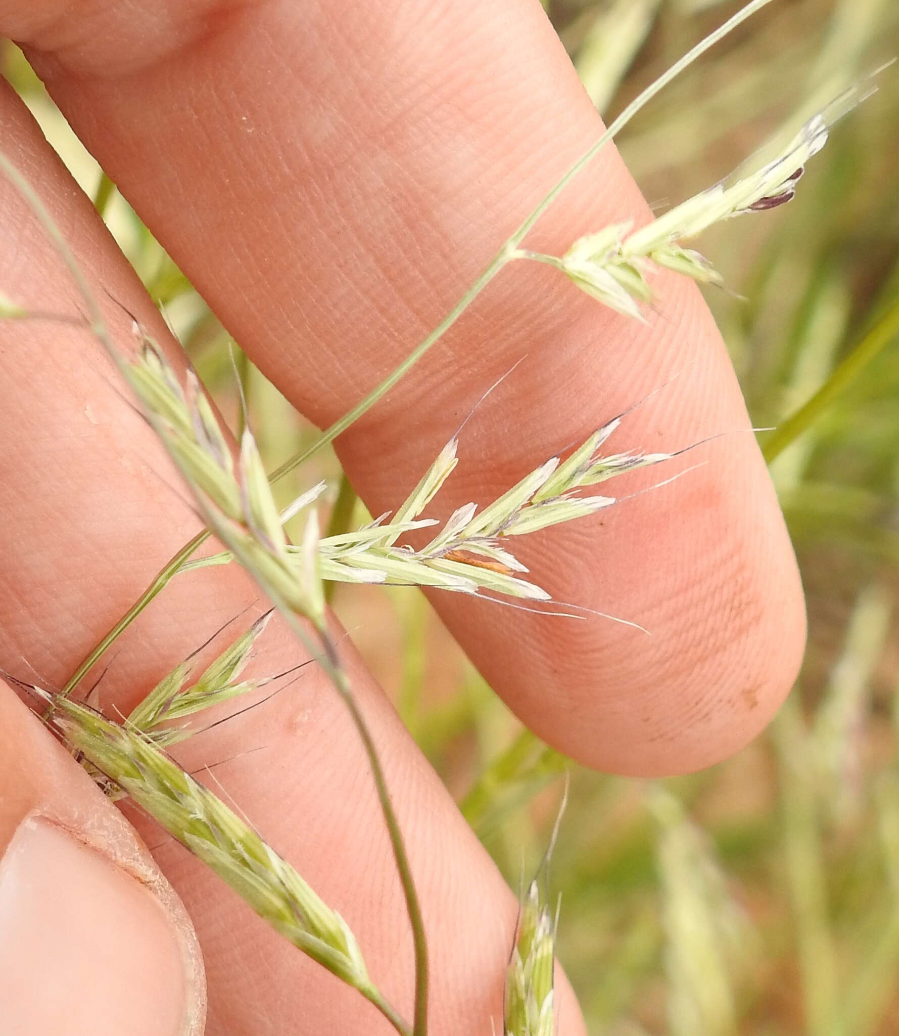 Image of annual semaphoregrass