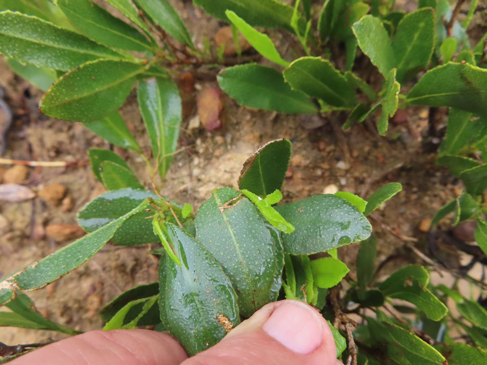 Imagem de Otholobium rotundifolium (L. fil.) C. H. Stirt.