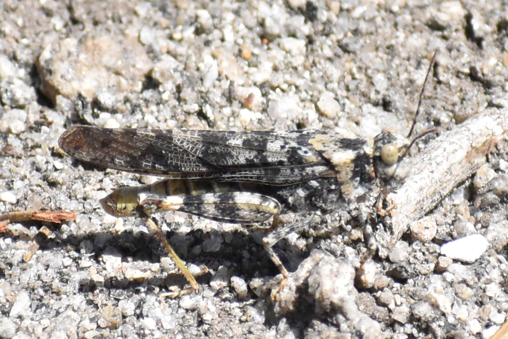 Image of Circotettix maculatus Scudder & S. H. 1880