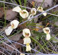 Image of Stylidium schoenoides DC.