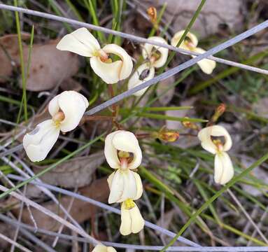 Stylidium schoenoides DC. resmi