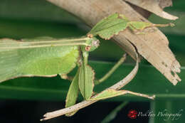 Image of Cryptophyllium chrisangi (Seow-Choen 2017)