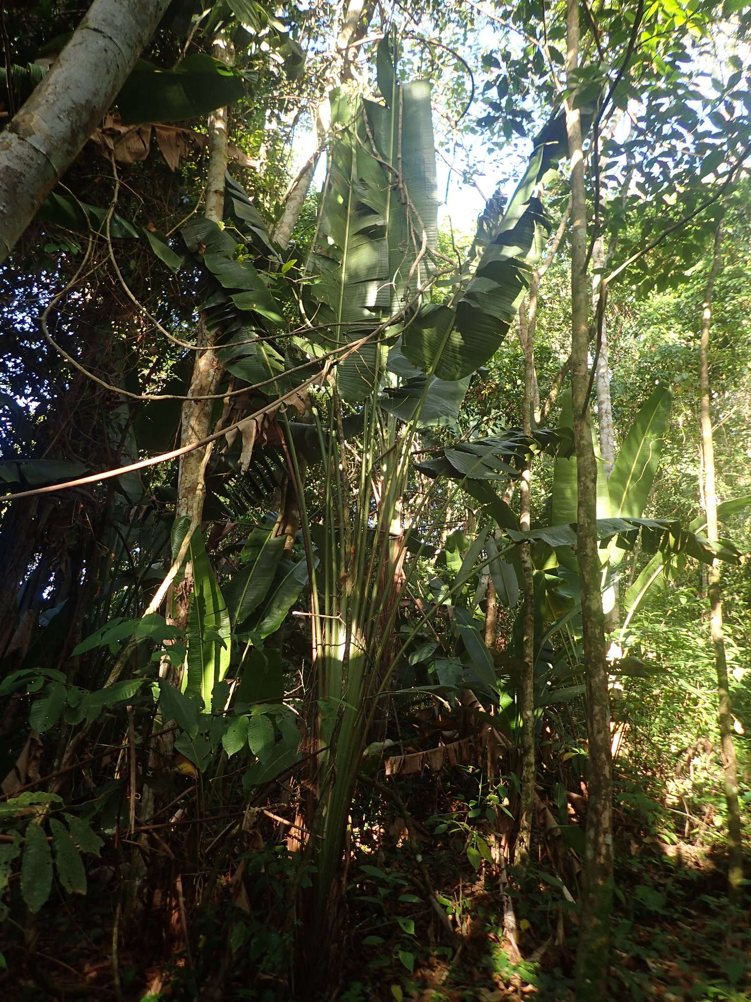 Imagem de Phenakospermum guyannense (A. Rich.) Endl. ex Miq.