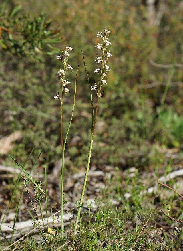 Image of Fragrant leek orchid