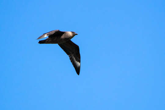 Image of Chilean Skua