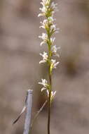 Image of Pouched leek orchid