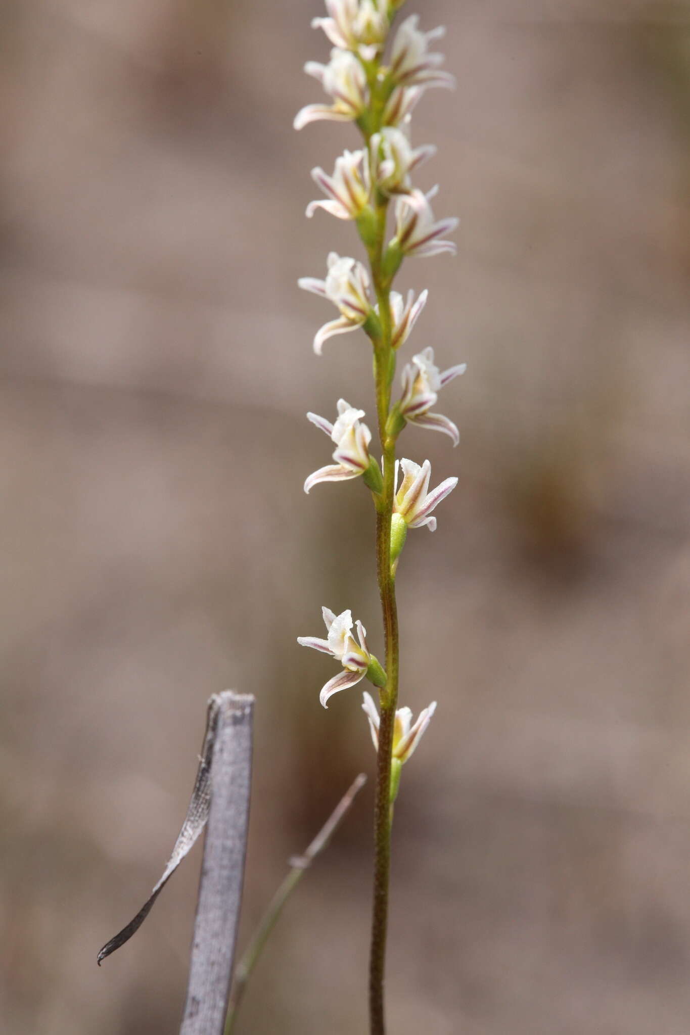 Image of Pouched leek orchid