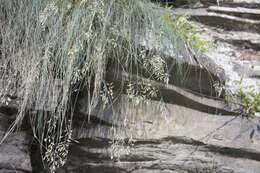 Image of hard fescue