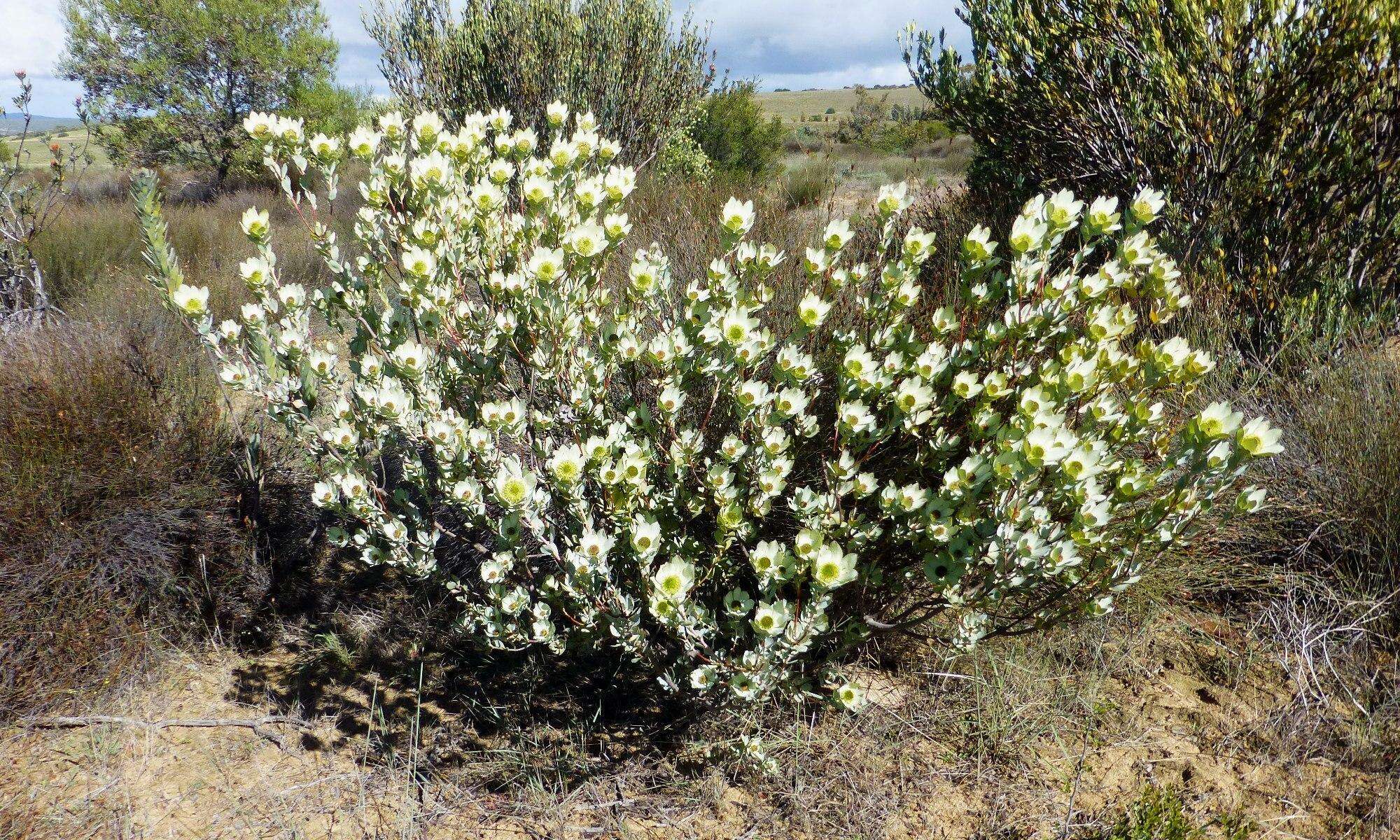 Image de Leucadendron roodii Bolus