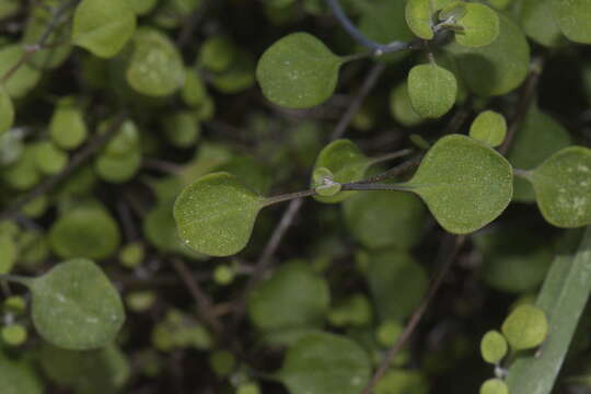 Image of Chenopodium allanii Aellen