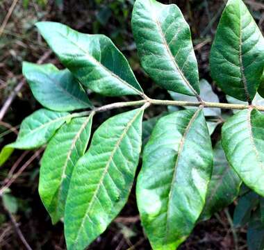 Image of Flindersia xanthoxyla (Hook.) Domin