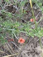 Слика од Indigofera candicans Aiton