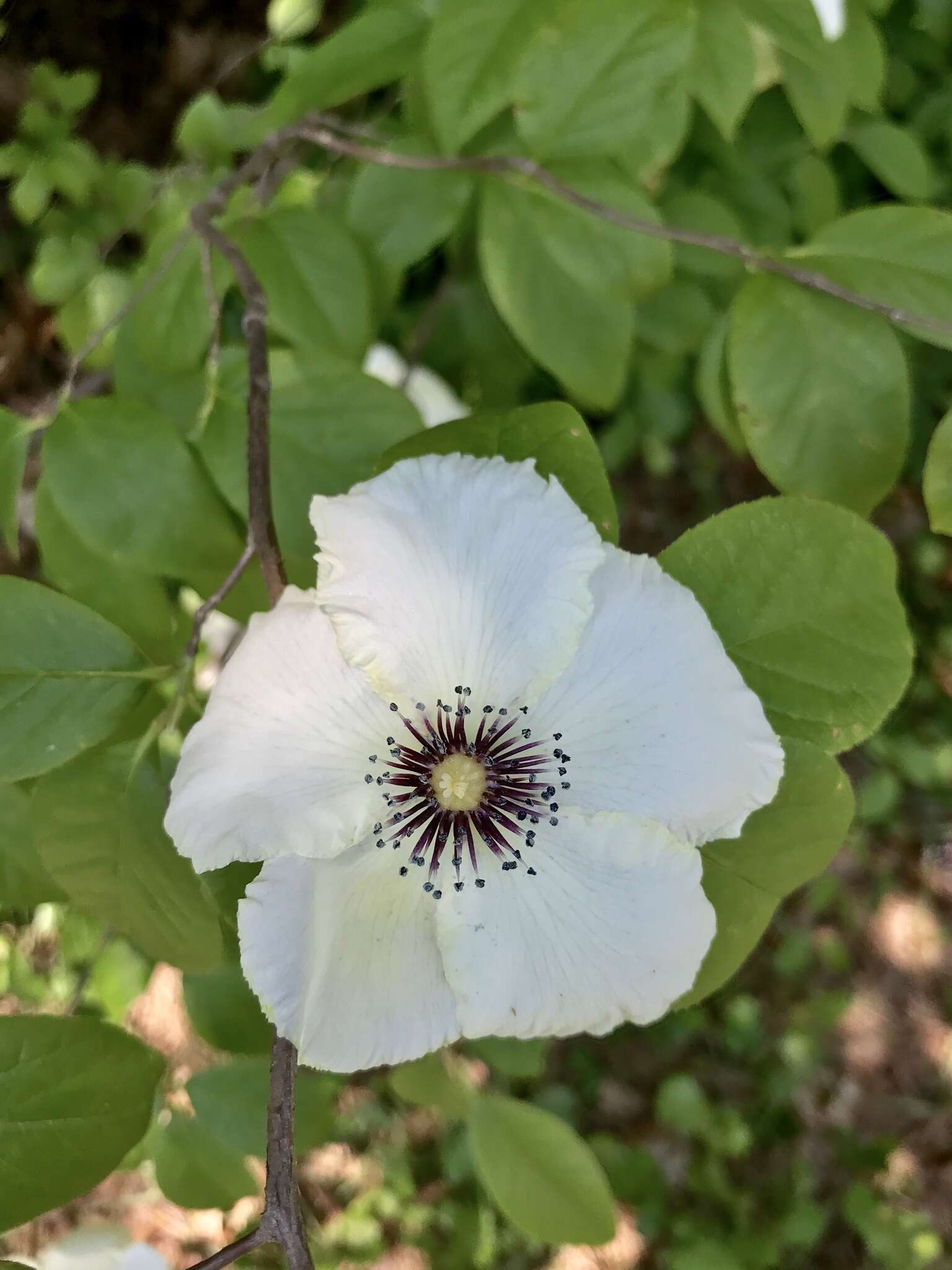 Imagem de Stewartia malacodendron L.