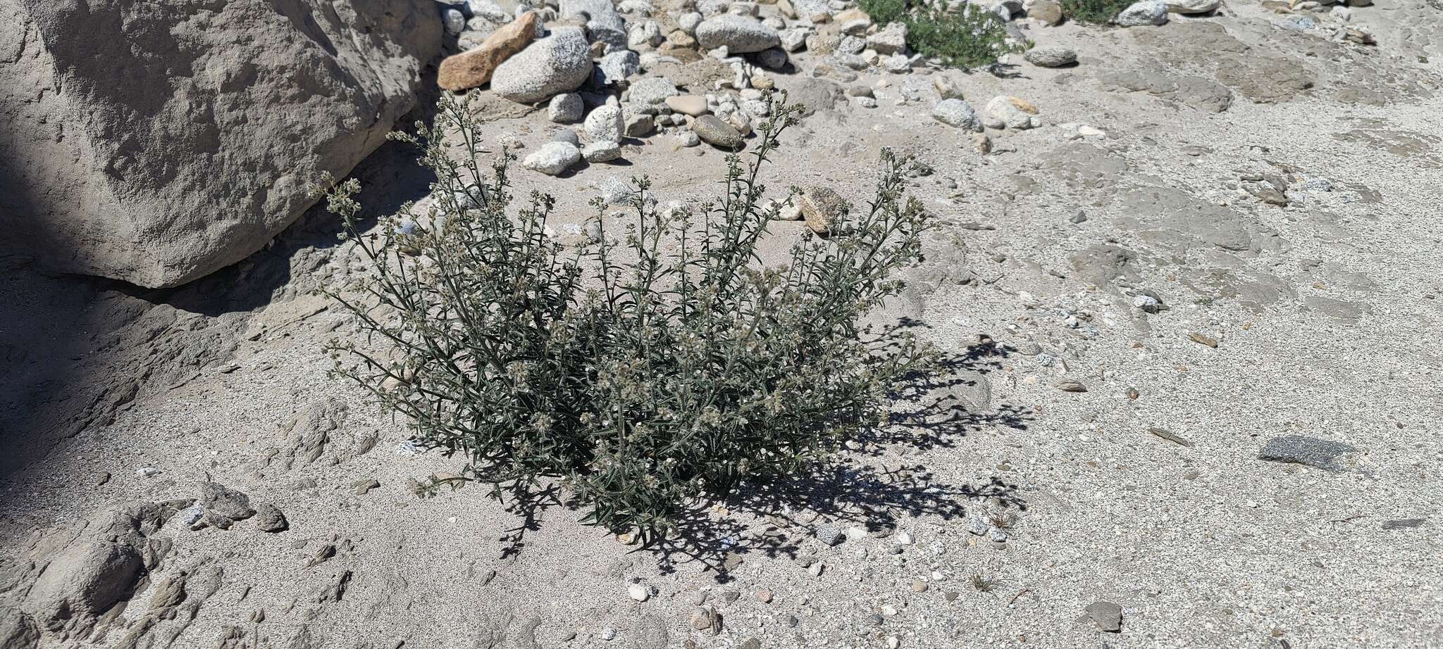 Image of winged cryptantha