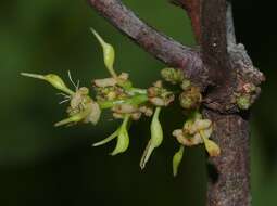 Image of Bocoa prouacensis Aubl.