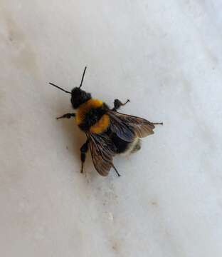 Слика од Bombus argillaceus (Scopoli 1763)