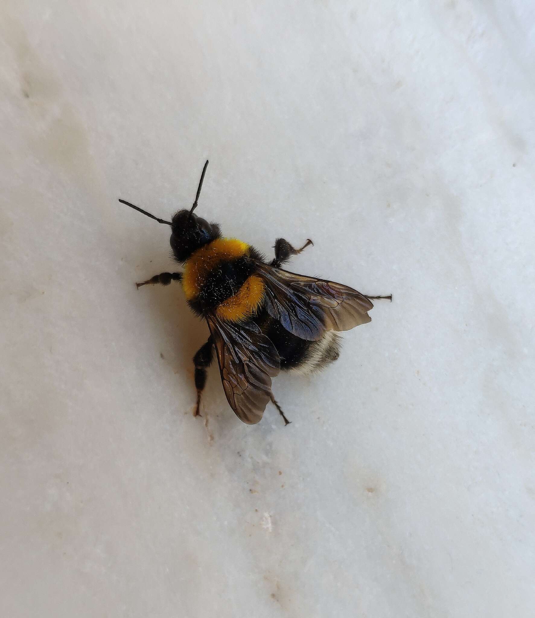 Слика од Bombus argillaceus (Scopoli 1763)