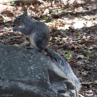 Image of Arizona Gray Squirrel