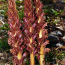 Image of Orobanche elatior subsp. icterica (Pau) A. Pujadas