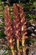 Image of Orobanche elatior subsp. icterica (Pau) A. Pujadas