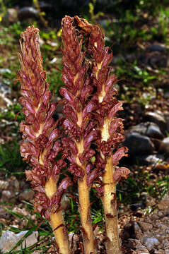 Image of Orobanche elatior subsp. icterica (Pau) A. Pujadas