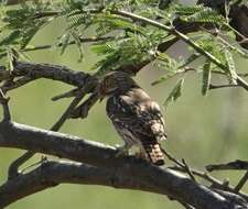 Image of Glaucidium brasilianum cactorum Van Rossem 1937