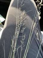 صورة Agrostis pallens Trin.