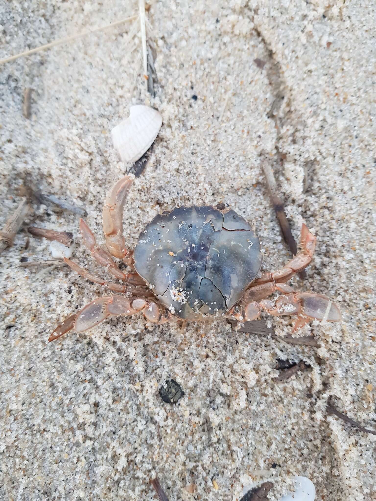 Image of Henslow's swimming crab