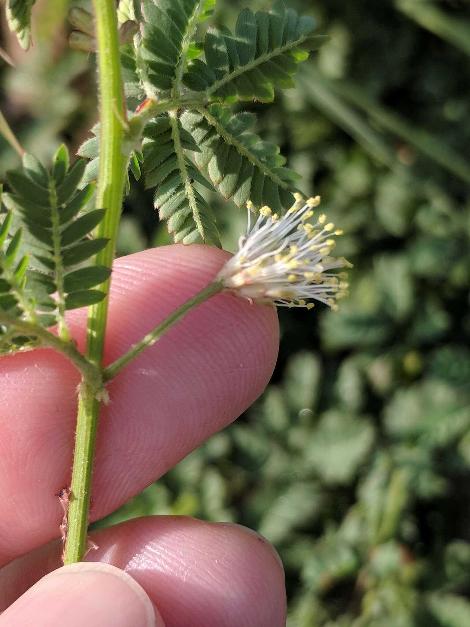 Desmanthus acuminatus Benth. resmi