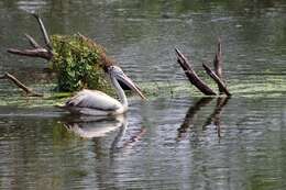 صورة Pelecanus philippensis Gmelin & JF 1789